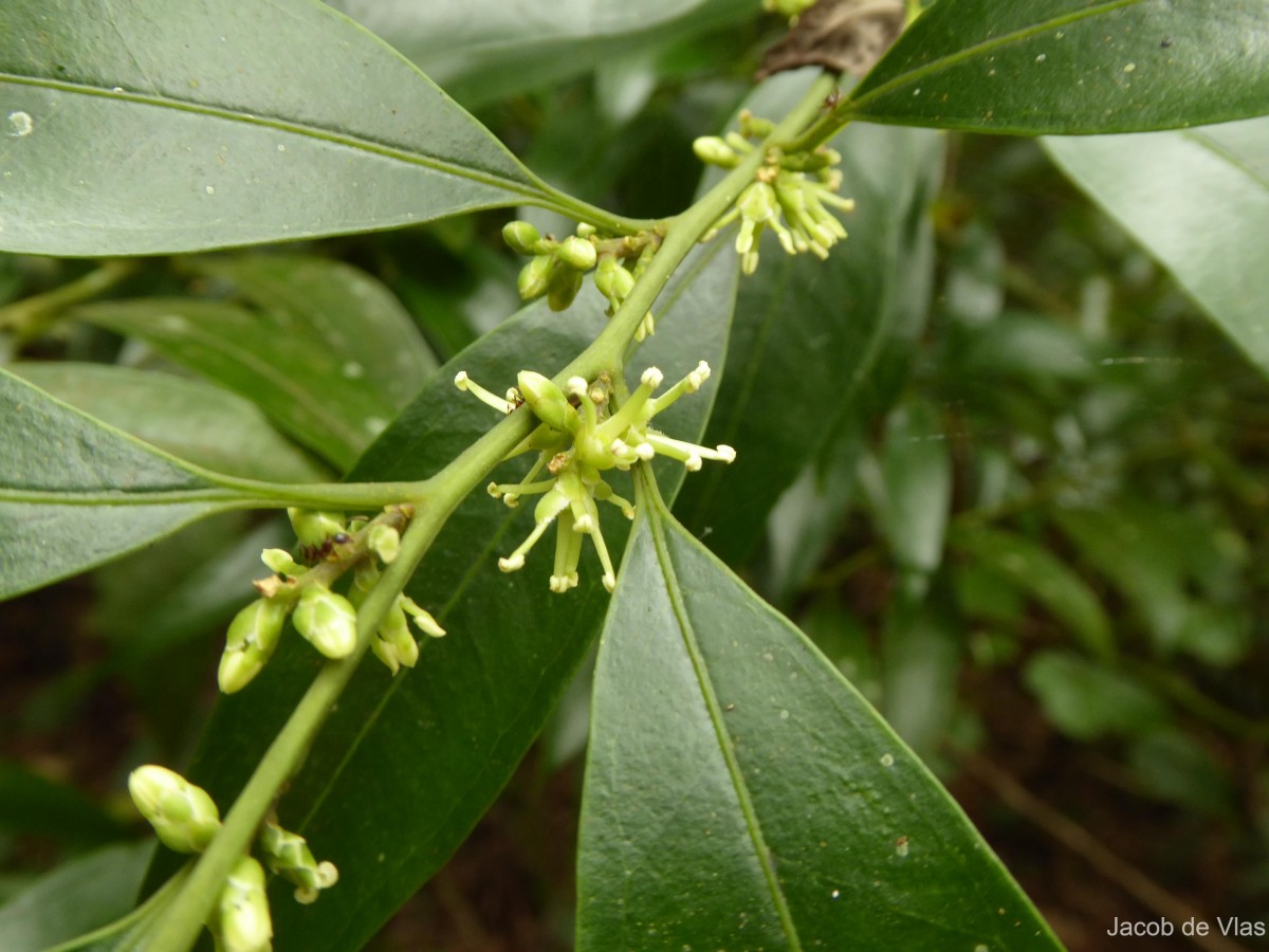 Sarcococca zeylanica Baill.